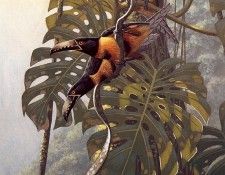 lrsSloanRichard-CollaredAracaris. , 