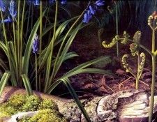 an artists garden csg031. ���, �������