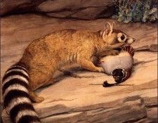 bs-na- Louis Agassiz Fuertes- Ring- Tailed Cat. Fuertes ��� ������