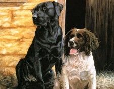 Ipl 0008 Black Lab and Spaniel NigelHemming sqs. ,    