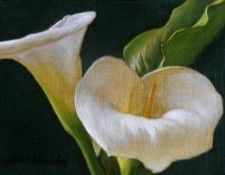 Hardy David Calla Lily Duo. , 
