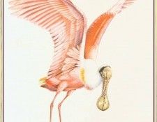 BarrettPeter RoseateSpoonbill-We. �������, �����