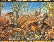 lrsBaseGraeme Waterhole09Tortoises. , 