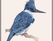 D50-AWE077-BR-Kingfisher 2. Bansemer, ������