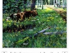 A Mountain Alphabet 0025 Y AndrewKiss sqs. , 