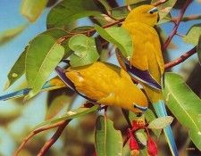 pa EgoGuiotto 09 ElegantParrot. Guiotto, ���