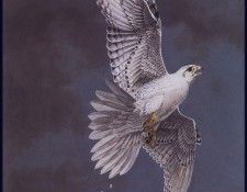 lrsCoheleachGuy-WhiteGyrfalcon. Coheleach, 