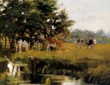 Engel Freek Cows in meadow Sun. Engel, 