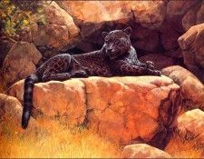 bs-na- Guy Coheleach- Black Jaguar. Coheleach, ���