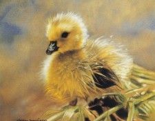 kb Harrison New Feathers. ��������, �����