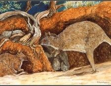 pa AVM ext 04 Moylan EasternHare-Wallaby. -, K