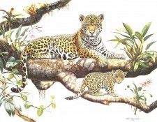 bs- Albert Earl Gilbert- Amazon Jaguar And Cub. ,  