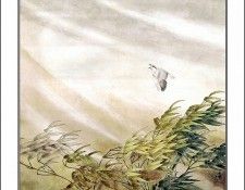 CSCU aping 2k3 wang ke yin 044. ��� ��� ��