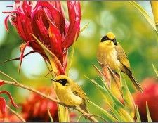 pa EgoGuiotto AG2004 01 Yellow TuftedHoneyeater. Guiotto, ���