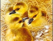 pa BasilEde 13 CanadaGoose. , 