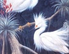 bs-na- Walter A Weber- Snowy Egrets. , 