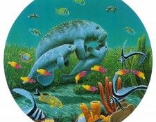 kb Bragg CL Manatee Moments. �����, ������ ����