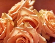 Maria Robledo - Peach Rose, De. , 