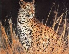 lrsHillierMatthew-TheLeopardHuntsAlone. , 