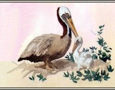 D50-AWE089-BR-Brown Pelican 4. Bansemer, ������