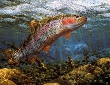 bs-na- Mark Sussino- Working The Hatch- Rainbow Trout. Sussino, 