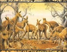 lrsBaseGraeme Waterhole10Kankaroos. , 