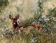 Verstappen Pieter Nature 19 Sun. Verstappen, 