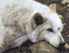 kb Harrison The Old Wolf Remembers. ��������, �����