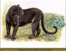 PO pfrd 053 Lopard noir ou Panthre noire de Java. Dallet, 