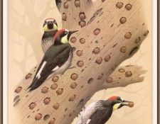 Sj WbZ 13 Acorn Woodpecker. , 