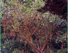 HeritageRoses Old Bush-WeaISC. , Saxon