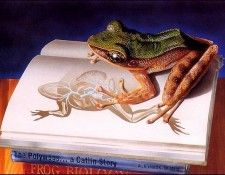 bs-ill- Catherine Diez- Luckie- A Frog Asks How. , 