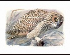 Fuertes-LouisAgassiz Short-earedOwl-sj. ,  F