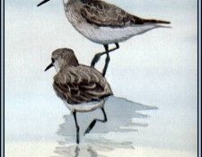 D50-AWE118-BR-Red Knot 1. Bansemer, 