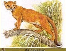 PO pfrd 086 Chat bai phase rousse. Dallet, ������