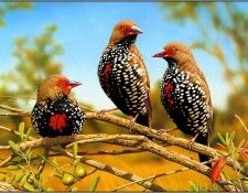 pa EgoGuiotto AG2004 07 PaintedFinch. Guiotto, 