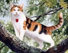 Persis Clayton Weirs - Jessica, De. ������, ����� �������