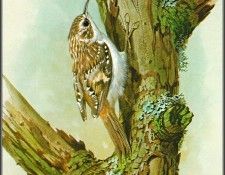 pa BasilEde 49 Treecreeper. ���, �������