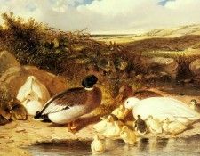 Herring Sr John Frederick Mallard Ducks and Ducklings On A River. ,  