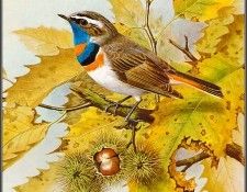 pa BasilEde 50 Bluethroat. , 