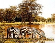 Ae 08 Zebras at The Water Hole Simon Combes sqs. ����, �����