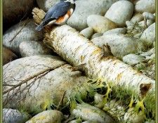 p-bwa-17. ����, ������ Terance