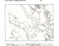 Oz AGls042 Tony Oliver Agile Wallaby Key. , 