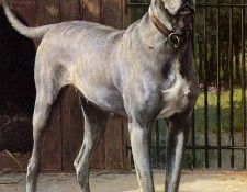 Eerelman Otto Blue dog Sun. Eerelman, 
