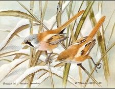pa BasilEde 65 BeardedTit. , 