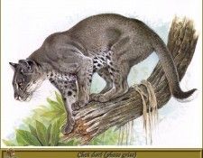 PO pfrd 069 Chat dor� phase grise. Dallet, ������