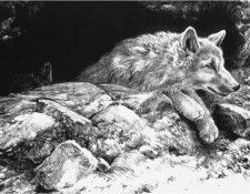 JohnSeerey-Lester ArcticWolfPups ec. Seerey- 