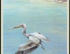 WoodWilliam 08 Pelican-We. , 