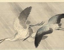 pic09385. �����