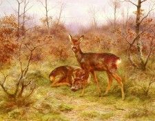 Bonheur Rosa Un Couple De Chevreuils Dans Le Foret De Fontainebleau. �����, ����-�����